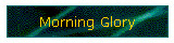 Morning Glory
